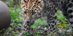 Officials Reveal What Led to Leopard’s Escape from Greenville Zoo Exhibit